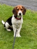 5 month old male beagle