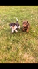 Adorable Dachshund pups
