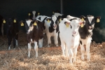 Calves and Pregnant heifers availabel