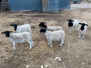 Dorper sheep for sale