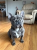 French Bulldog stud/NOT FOR SALE
