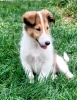 Genetically health tested collie male