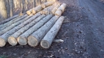 Hickory Logs (lumber and firewood)