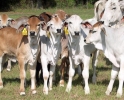 Holstein Milk Bottle Calves For Sale ()dairy calves - Jersey