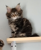 Maine Coon Kittens, imported parents