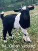 Myotonic goat kids for sale