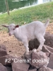 Myotonic goat kids for sale