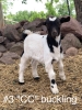 Myotonic goats for sale (bucklings and doelings)