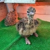 Ostrich baby birds for sale