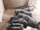 Pasture feeder pigs for sale