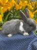 Rabbits and Bunnies- Mercersburg Pa